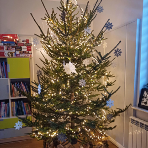 Na zdjęciu piękna,żywa choinka.